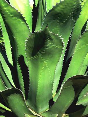 AGAVE FEROX